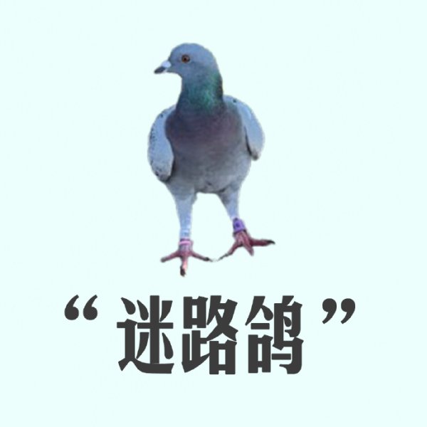 中兴证券 8万羽和平鸽怎么找到家？遇到疑似迷路鸽怎么办？一文了解